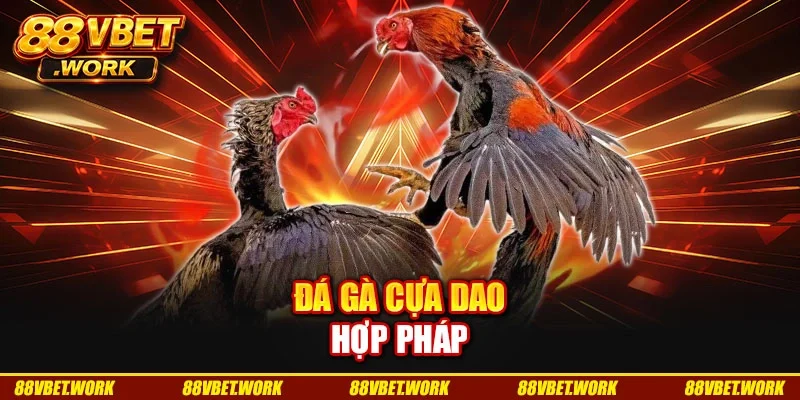 Đá gà cựa dao hợp pháp