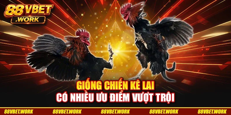 Giống chiến kê lai có nhiều ưu điểm vượt trội