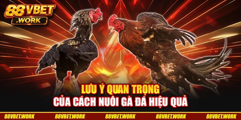 Lưu ý quan trọng của cách nuôi gà đá hiệu quả